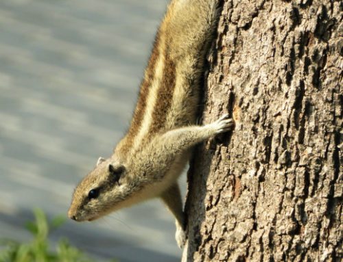 Squirrels, Turbans, and Petrified Bell Captains